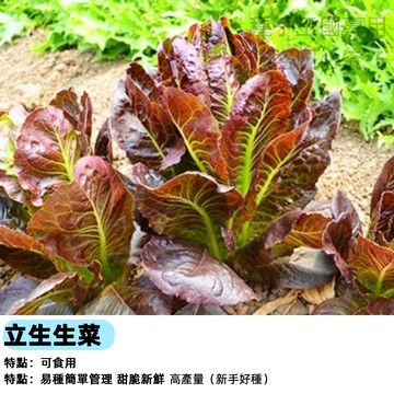 立生生菜種子（紅甜沙拉萵苣）盆栽蔬菜 沙拉菜 生食菜葉 四季可栽 家庭菜園 都市農夫 陽台種植 脆甜好吃 採收快速