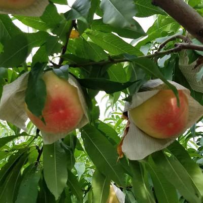 ふるさと納税 印南町 和歌山県産　桃(もも)　5玉〜6玉　秀品