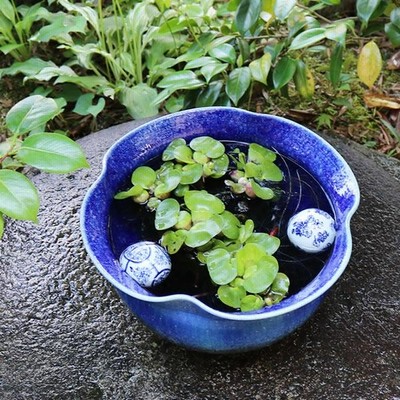 青 ビードロ 火鉢 めだか鉢 金魚鉢 青ビードロ花型水鉢 信楽焼 金魚鉢、メダカ鉢にお勧め 陶器