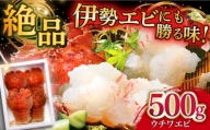 ＜1月発送＞平戸 ウチワエビ 三昧 500g（冷凍） 平戸市   平戸さくら水産 [KAA151]