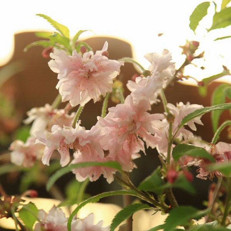 苗:おしどり桜 5号 | LINEブランドカタログ 苗:おしどり桜 5号 | LINEブランドカタログ