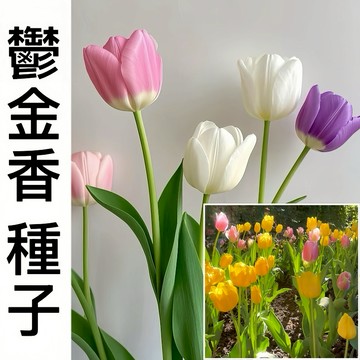 台灣-24H發貨【多款鬱金香種子】（250粒）四季種植 鬱金香 四季開花不斷 室內外盆栽 濃香花卉 超高發芽率