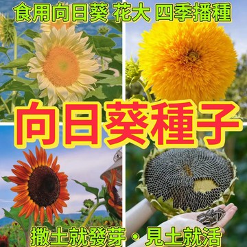 綠色家園|🔥向日葵花種子🍓矮生觀賞葵花 食用葵花種子 易活太陽花種子 四季可養活 盤栽種子
