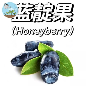 藍靛果種子！俄羅斯超級果實「花青素之王」陽台盆栽好種，台灣少見養生水果，酸甜多汁自產自食