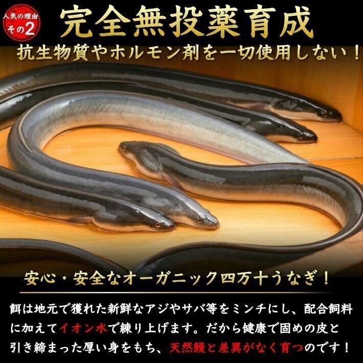 四万十 うなぎ 蒲焼き 国産 4尾 無投薬 四万十川 誕生日 ギフト 高知県産