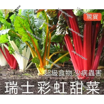 台灣現貨 甜菜種子（500粒）四季種植 瑞士甜菜種子 彩虹菠菜 彩虹甜菜 美國菠菜 蔬菜種子 連續采摘 補血菜