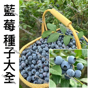 台灣發貨藍莓種子 （1000粒）十二款藍莓種子小院陽台種植 樹莓種子 個大超甜藍莓 四季種植盆栽地栽 seed 抗病高產
