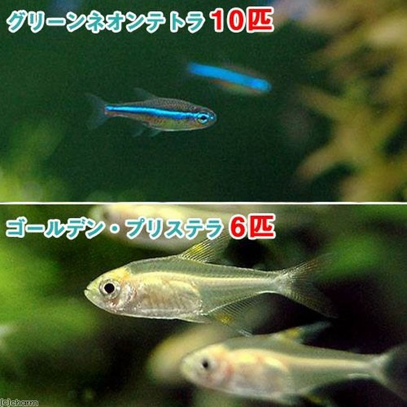 最新作 熱帯魚 オトシンネグロ 国産ブリード ４匹 北海道 九州航空便要保温 notimundo.com.ec