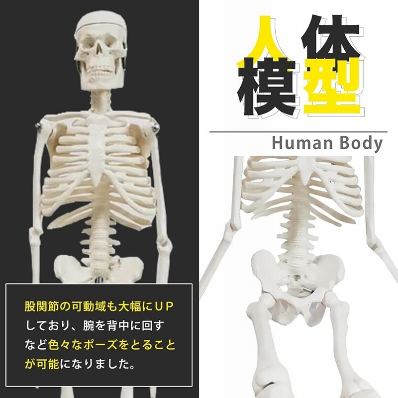 脊椎 骨盤模型 スタンド付き 骨格模型 骨格標本 ドイツ製 現状/ジャンク扱い 脊椎 骨盤模型 スタンド付き 骨格模型 骨格標本 ドイツ製 現状