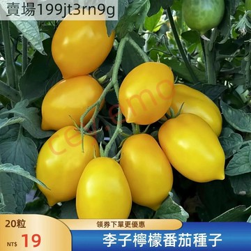 現貨🍅【李子檸檬番茄種子】（100粒）🍅新品上架 四季種植 高產 俄羅斯網紅品種李子檸檬番茄種子 溫和多汁花園盆栽種子