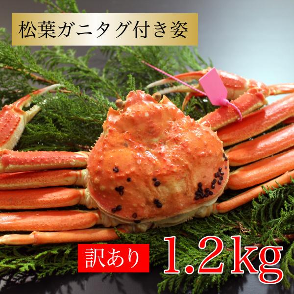 カニ かに 蟹 訳あり 松葉ガニ タグ付き 約1.2kg 約600g 2杯 本ズワイガニ ズワイガニ お歳暮 冬ギフト 海鮮グルメ 送料無料 国産 香住産 ボイル 姿 贈答 お祝い