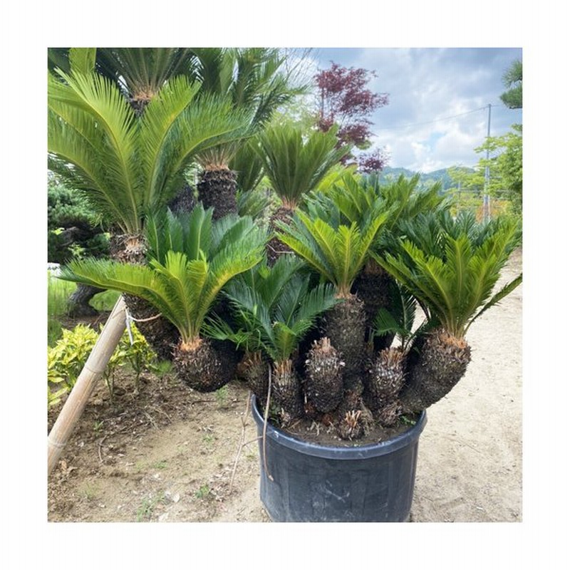 現品お届け ソテツ No 2 本州のみ配送可能 植栽は別途 シンボルツリー 庭 植木 庭木 おしゃれ 藍庭 通販 Lineポイント最大0 5 Get Lineショッピング