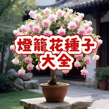 🏵（燈籠花種子大全）觀賞花卉 四季播種 耐寒耐旱耐病  易成活 發芽率高 新手易種  室內庭院植物盆栽 #自留種