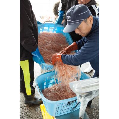 ふるさと納税 射水市 シロエビ3種セット(刺身、昆布締め、殻付き)