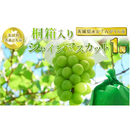 ふるさと納税 茨城県 守谷市 桐箱入りシャインマスカット　1房※2023年8月〜2024年1月下旬頃に順次発送予定