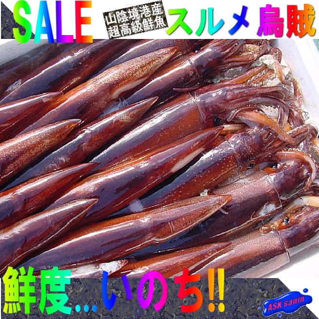 お刺身用「スルメ烏賊20-30尾で4kg」活冷凍品-美しい釣り物