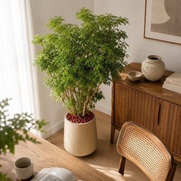 福祿桐水泥盆栽 落地盆栽 大盆栽 拿鐵棕磨石子花盆 開幕送禮