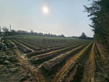 彰化大城美豐國小旁｜低總價農地｜彰化縣大城鄉美豐段