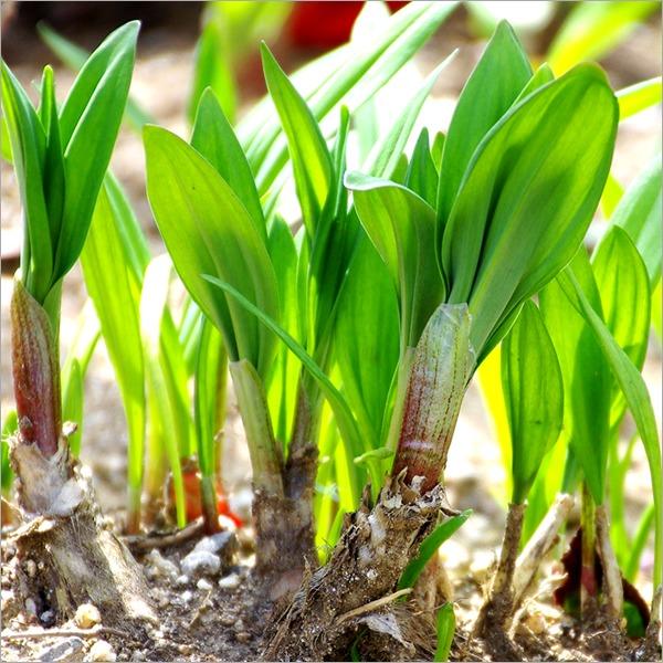 北海道産 山菜 行者にんにく 3kg(食用) 天然 行者ニンニク ギョウジャニンニク キトビロ 自宅用 人気 北海道 グルメ 送料無料 お取り寄せ