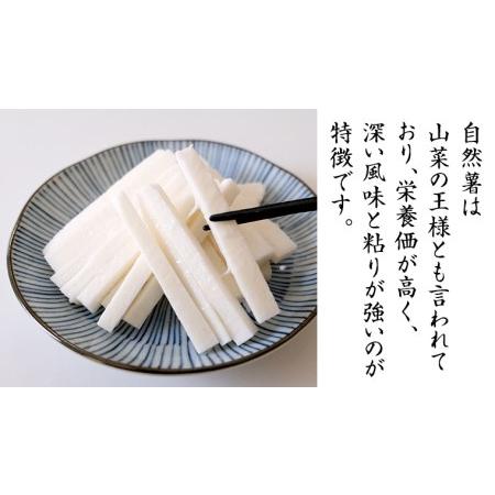 ふるさと納税 先行予約 自然薯 1.5kg じねんじょ とろろ 山菜 [DD002ci] 茨城県筑西市