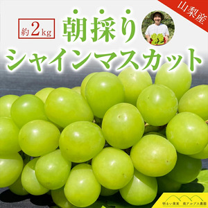 5-79 2024年発送分 シャインマスカット ３～４房（約2kg） フルーツ 山梨 くだもの 大粒 人気 厳選 ブドウ ぶどう 葡萄