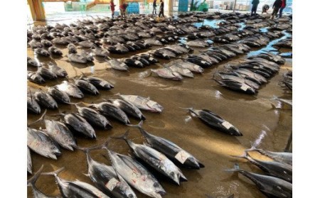 生鮪 鮪 マグロ 生まぐろ キハダマグロ 刺身   天然 キハダ（もしくはメバチ）生まぐろ たっぷり1kg 鮮度抜群の生まぐろをお届けします