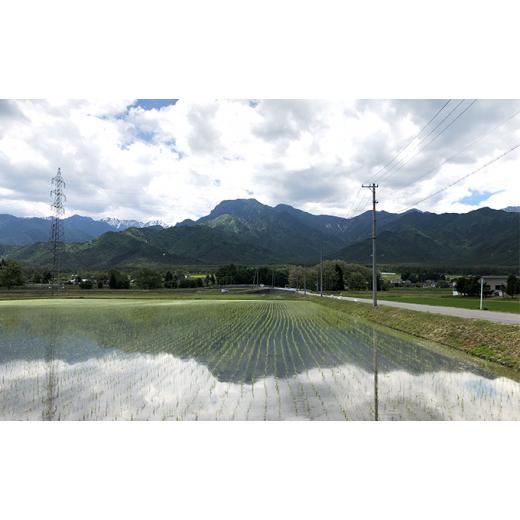 ふるさと納税 長野県 松川村 安曇野松川村 こしひかり　精米10kg