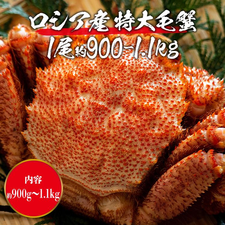 ロシア産 毛ガニ 特大1尾 約900g〜1.1kg 送料無料 毛蟹 毛がに ケガニ 蟹 カニ かに グルメ 食品 お歳暮 ギフト 10%クーポン