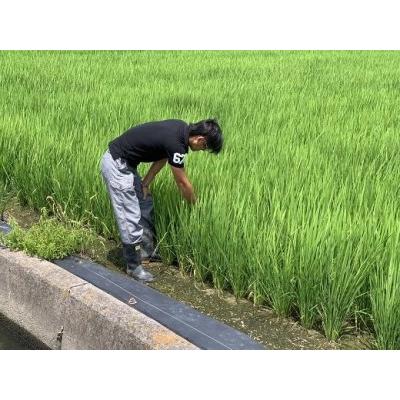 ふるさと納税 和歌山県産こしひかり10kg(5kg×２）5回お届け 和歌山県和歌山市