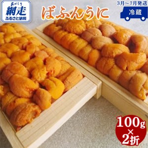 網走産 生エゾばふんうに 冷蔵100g×2折（2024年3月から7月の期間に発送予定） ABC009