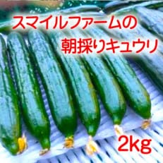 朝採りきゅうり2kg