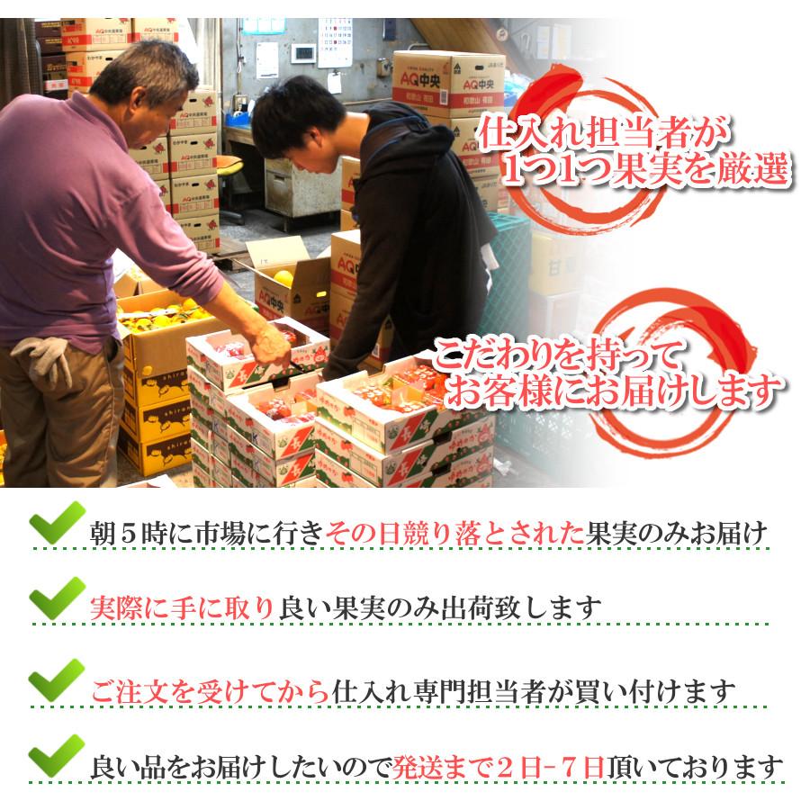 サンふじ りんご 3kg 甘い 特秀 長野県 林檎 通販 送料無料 12月 旬 果物 贈答 ギフト 大容量