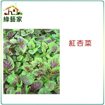【綠藝家】A12.紅杏菜種子15000顆