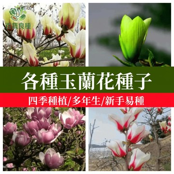【花香記憶】白玉蘭種子 台灣氣候可種 陽台盆栽也能開花 純白清香 懷舊庭院必種 自家栽種成就感 花卉種子