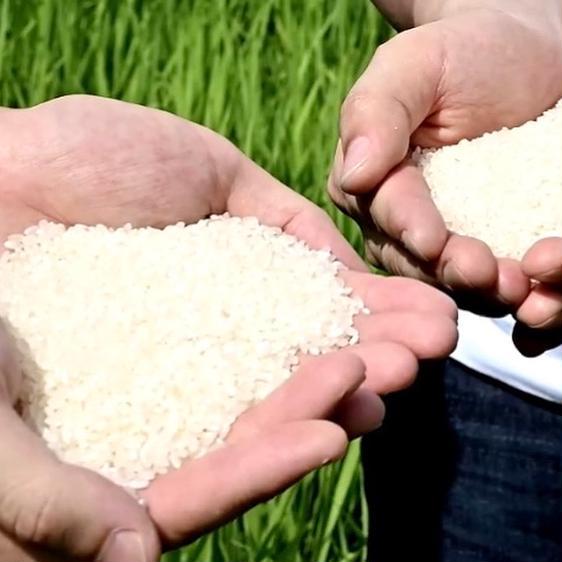 米・穀物 米 精米 有機無農薬おいしいお米（10kg） 産地直送