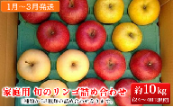家庭用 旬のリンゴ詰め合わせ 約10kg糖度13度以上