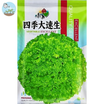 【原廠包裝】大速生菜種子 台灣現貨 30天快速收成 免煮沙拉菜 全年可種 陽台盆栽水耕 新手必種 脆嫩無苦味 家庭菜園