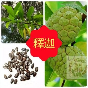 台灣現貨（釋迦果種子） 番荔枝 釋迦果 全網最齊全釋迦果樹苗 台灣番荔枝 佛頭果 水果樹種子 水果種籽 包發芽