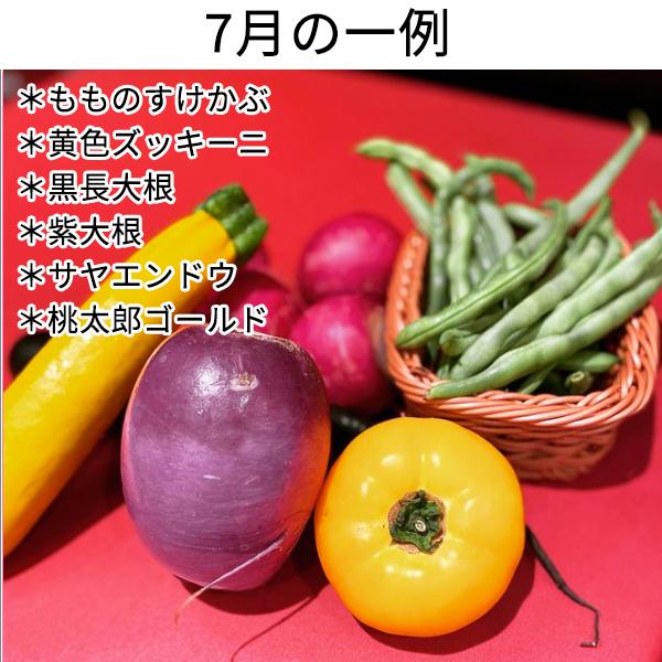 朝採り三浦野菜セット（5種類）
