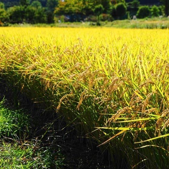 令和5年産 新米 丹波 無農薬 コシヒカリ 米10kg 丹波篠山産 無化学肥料 特別栽培米 白米