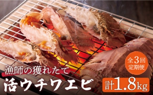 漁師直送！ 活き！ 平戸の「うちわえび」 計1.8kg（600g×3回） 平戸市   ひばり [KAA238]