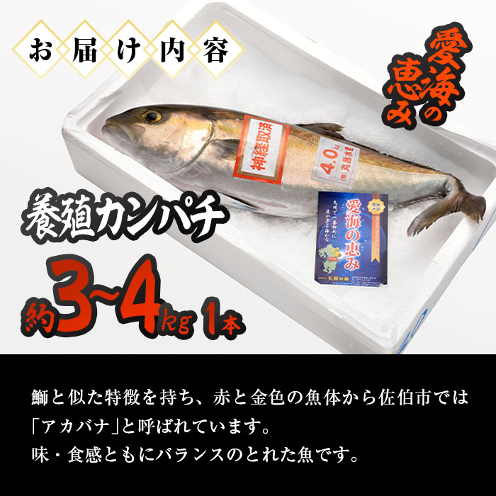 養殖 カンパチ (約3-4kg・1本) 直送 産直 漁師 魚 鮮魚 養殖 カンパチ 間八 白身魚 獲れたて 刺身 煮つけ 唐揚げ 塩焼き 冷蔵 豊後水道 大分県 佐伯市 愛海の恵み