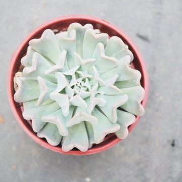【荳荳多肉】【革命】喬遷│送禮│升遷│多肉植物