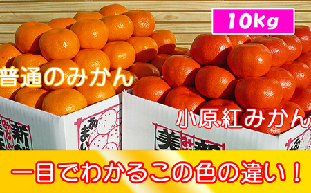 香川県のオリジナル品種 小原紅早生みかん約5kg×2箱