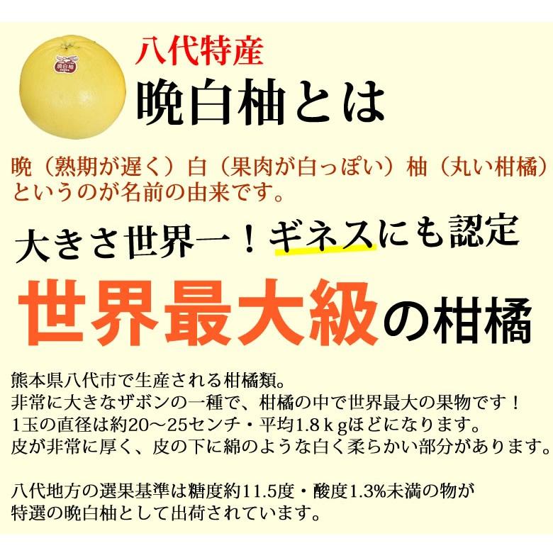 晩白柚 みかん ばんぺいゆ 送料無料 特選 約3kg〜4kg 2玉入 M〜2Lサイズ  世界最大級の柑橘 熊本県八代産 蜜柑 ミカン