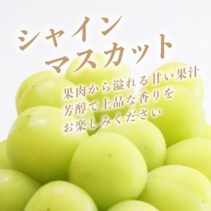 ふるさと納税  産地直送 朝採れ！ 山梨県産 シャインマスカット ２房 (1.2kg以上！)  山梨 ぶどう ブドウ 葡萄 シャイン .. 山梨県都留市