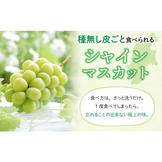 ふるさと納税 長野県 東御市 東御市産クイーンルージュ??＆シャインマスカットのセット ※9月中旬〜10月中旬頃発送