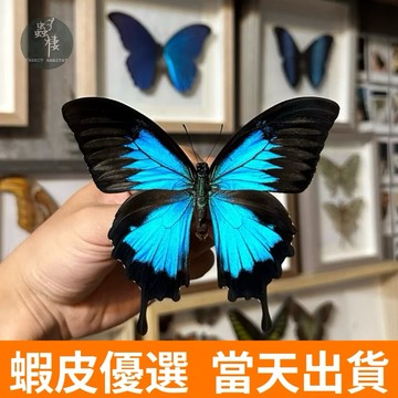 【現貨】🦋英雄翠鳳蝶🦋5隻以上有優惠 蝴蝶 昆蟲 模型 乾貨三角紙包裝 #非活體 #類模型 #藝術品