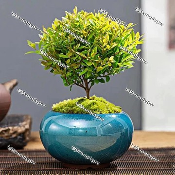 💥現貨 金絲楠木樹種子（25粒）稀有名貴樹木種子 小葉赤楠樹種子 比香水還香 家有赤楠 萬事不難 四季種植 陽臺庭院盆栽