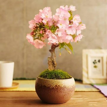現貨速發🔥🔥 矮化櫻花種子 日本櫻花種子 奈良 八崎 四季開花 室內外桌面 觀花盆栽 四季開花不斷#林木花卉種子